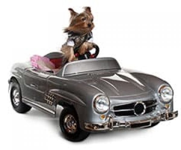 pawsitive-strides-pet-taxi pawsitive-strides-pet-taxi